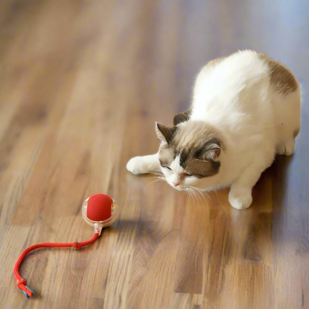 Interactive Rolling Cat Toy: Automatic Entertainment for Felines